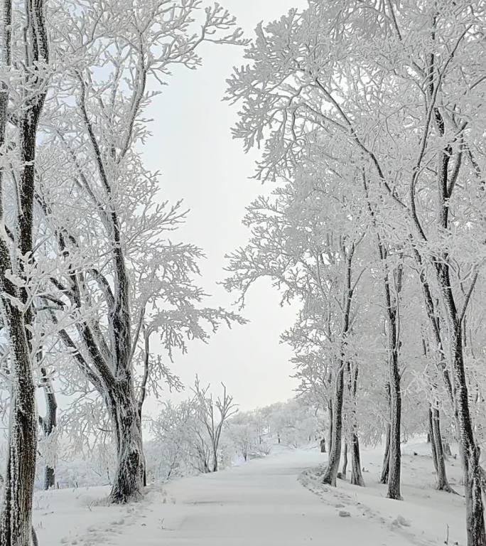 ⚝4K竖屏⚝原始素材东北雪景雾凇雪凇树挂