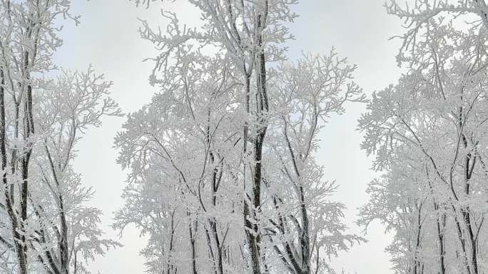 ⚝4K竖屏⚝原始素材东北雪景雾凇雪凇树挂