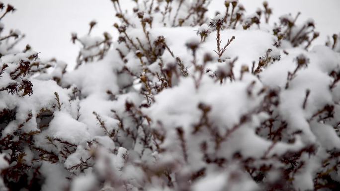 冬天雪花飘落到植物上雪花随风而去