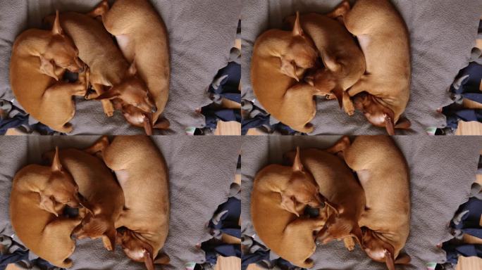 一窝三只熟睡的小狗。Mini pinscher brown。
