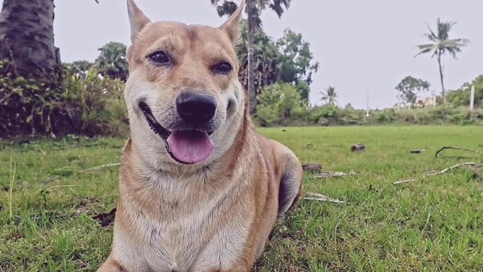 一只可爱的宠物狗在田野凉爽的草地上喘气，展示了农村的平静生活