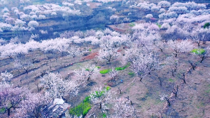 航拍枣庄新城南山漫山遍野的野杏花