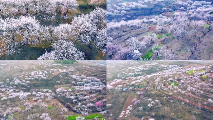 航拍枣庄新城南山漫山遍野的野杏花