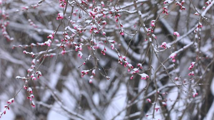 北京下雪雪中梅花红梅雪唯美空镜