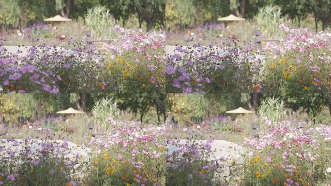 北京奥林匹克森林公园建筑景色植物花朵奥森