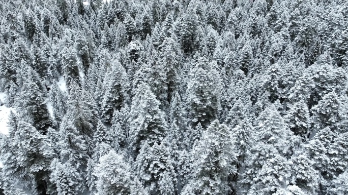 西藏林芝巴松措，无人机飞越雪山森林航拍