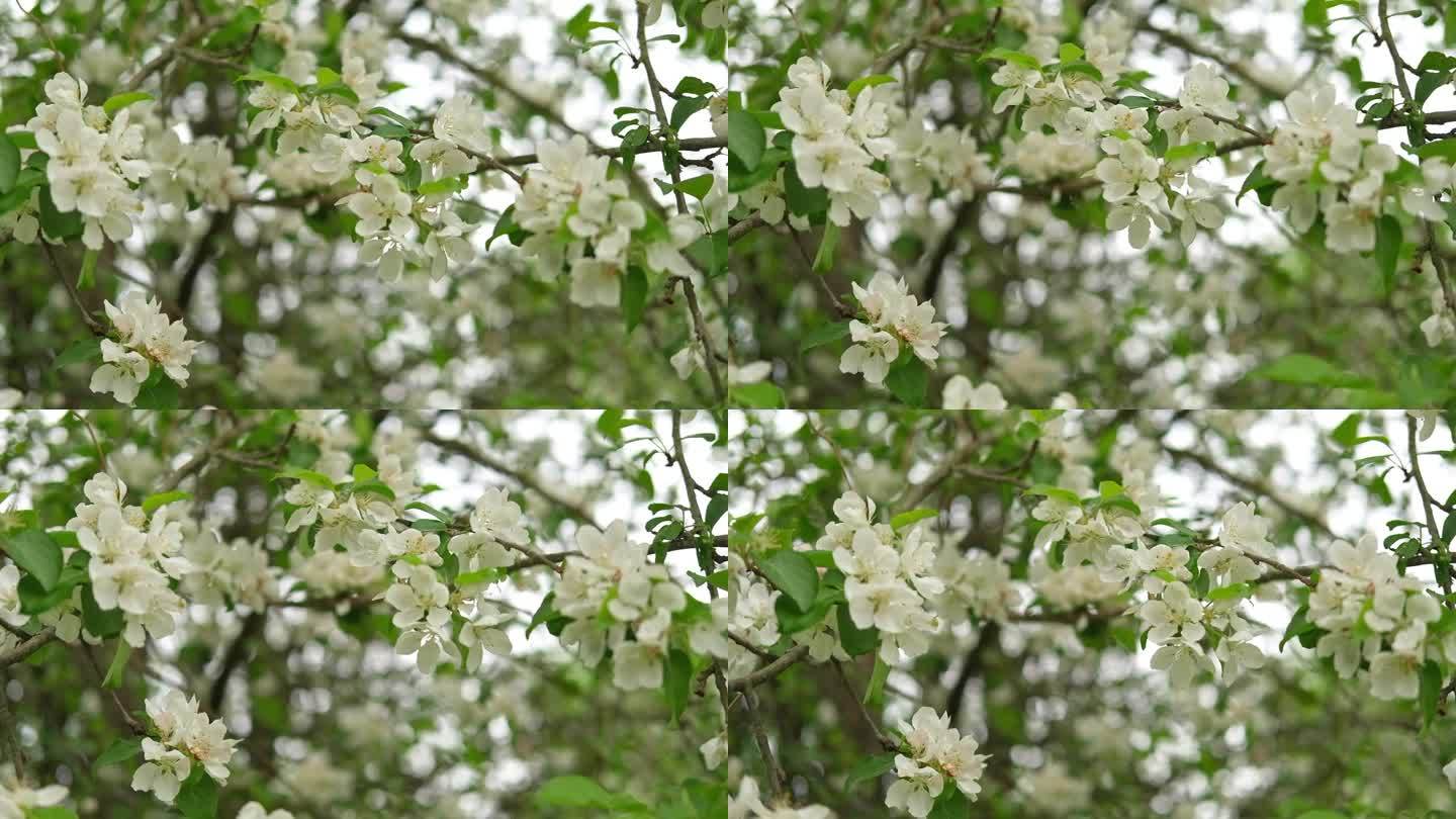 春暖花开，枝头挂满花旗。开花的果树白色的花。花园里有苹果、梨。高品质的视频壁纸，旅游博客，杂志，数字