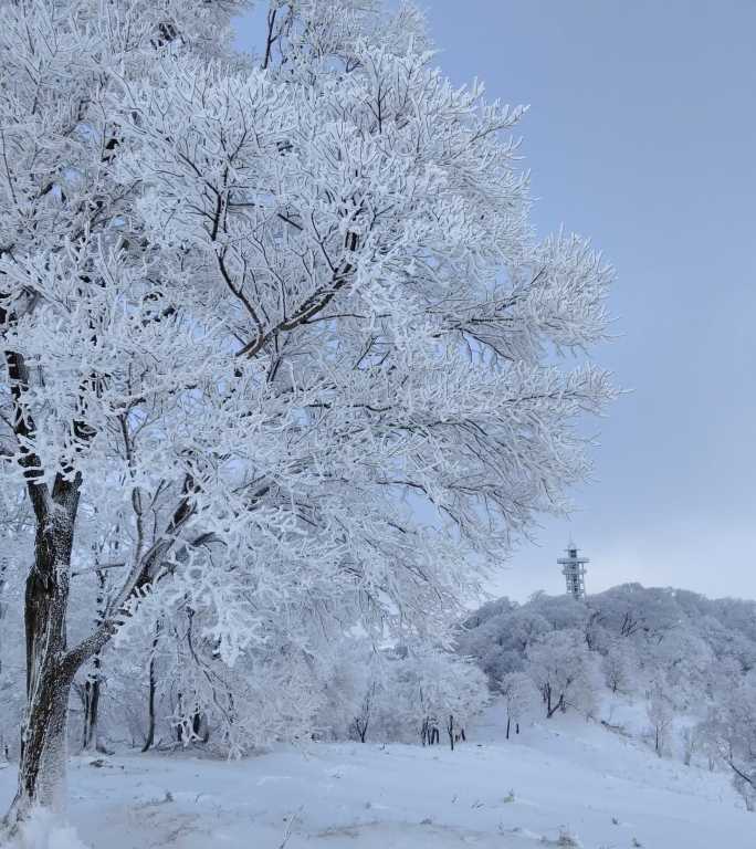 ⚝4K竖屏⚝原始素材东北雪景雾凇雪凇树挂