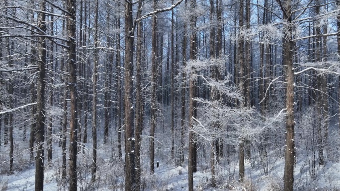 雪林雾凇景观