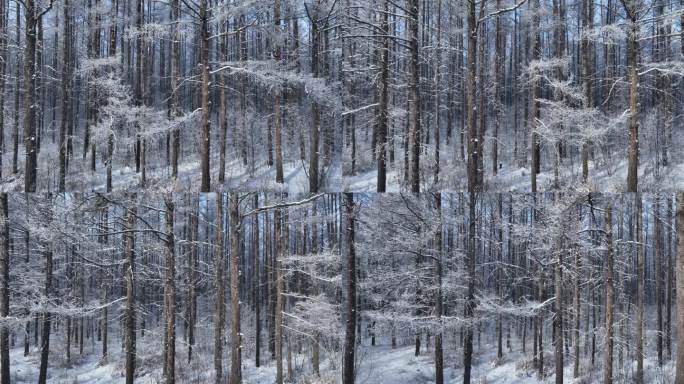 雪林雾凇景观