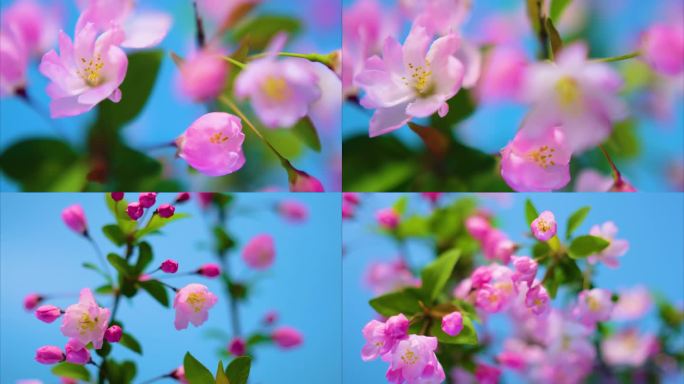 春天花朵樱花绽放过程植物延时40