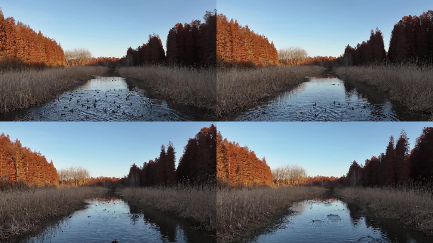 江苏金湖水上森林 生态 冬日景象