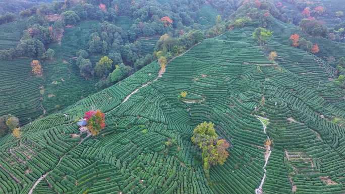 唯美杭州西湖龙井茶文化景区航拍茶园地茶叶