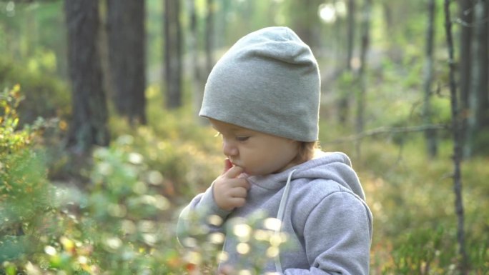 可爱的小男孩在森林里摘蓝莓。