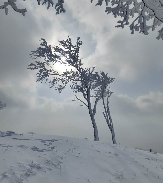 ⚝4K竖屏⚝原始素材东北雪景雾凇雪凇树挂