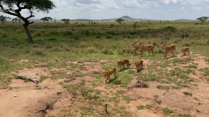 狮子家族带着小狮子漫步在大草原上