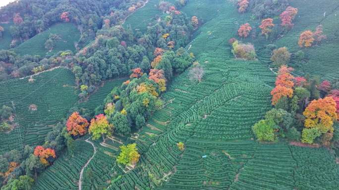 唯美杭州西湖龙井茶文化景区航拍茶园地茶叶