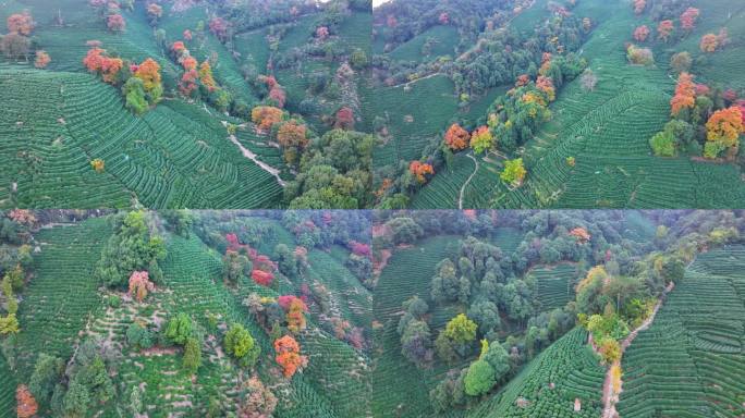 唯美杭州西湖龙井茶文化景区航拍茶园地茶叶