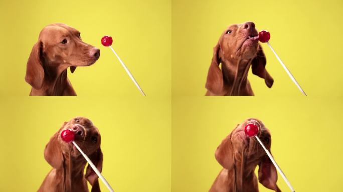 一只好奇的维兹拉狗
目不转睛地盯着一根棒棒糖，在黄色背景下伸出舌头