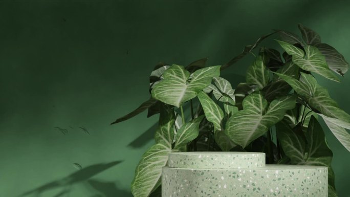 绿色水磨石圆柱体平台无缝阴影动画循环与合子叶植物，3d渲染素材空白模型