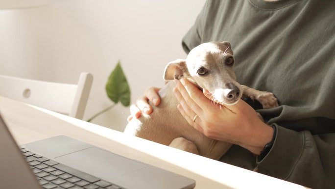人与狗在电脑键盘上打字的细节