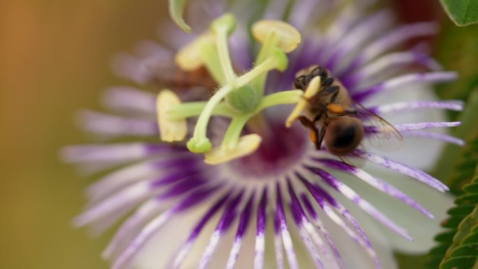 野生昆虫:蜜蜂-超慢动作4K 120fps