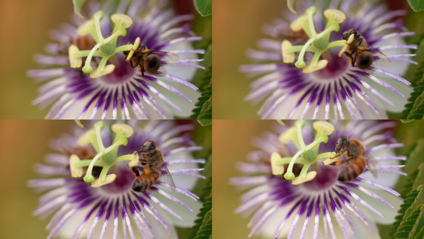 野生昆虫:蜜蜂-超慢动作4K 120fps