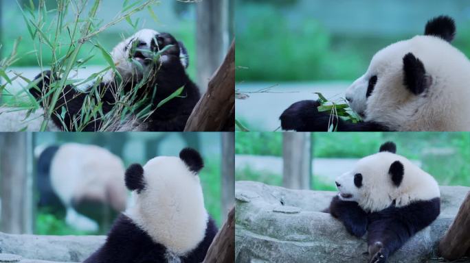 悠闲的大熊猫