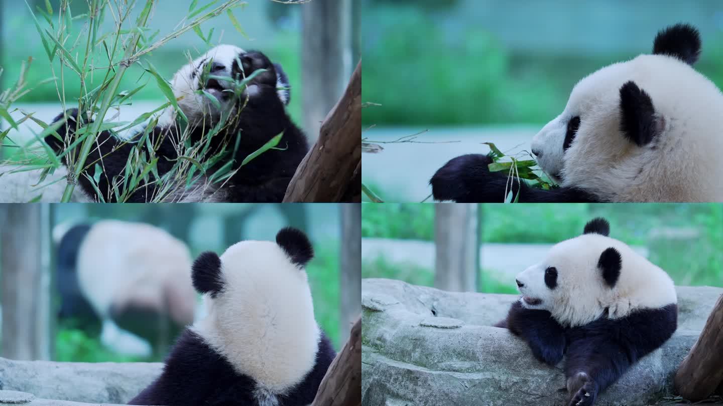 悠闲的大熊猫