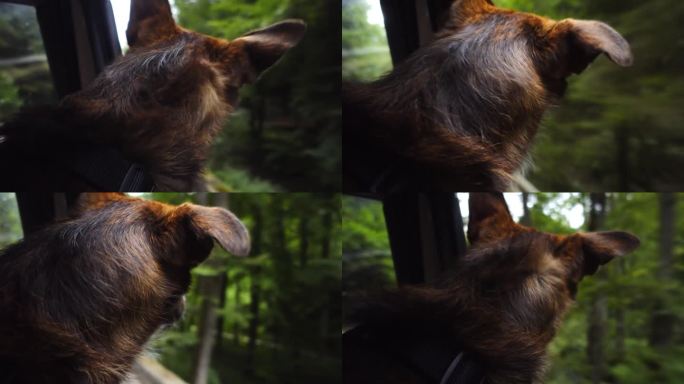 一只棕色的狗把头伸到一辆在森林路上行驶的露营车的窗外