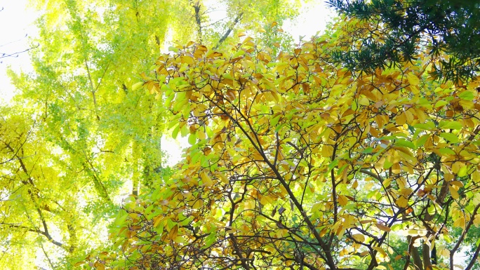 玉兰树叶秋天渐变黄树叶