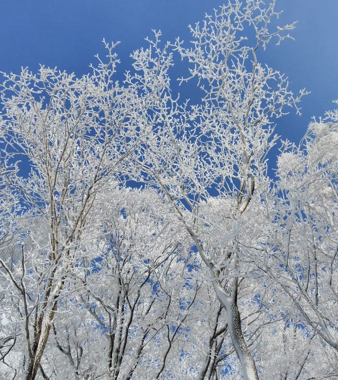 ⚝4K竖屏⚝原始素材东北雪景雾凇雪凇树挂