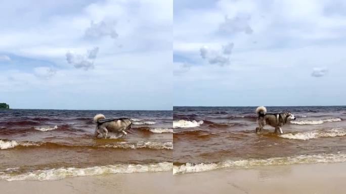 阿拉斯加雪橇犬在河岸上散步。宠物在池塘里抓鱼。一个迷人的、活跃的户外伙伴。乌克兰的生态系统。