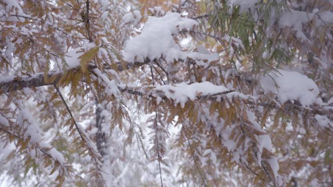 雪地脚印 大雪纷飞 寒冷冬天 雪压树枝