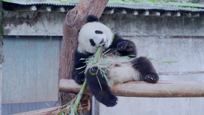 潇洒可爱的大熊猫