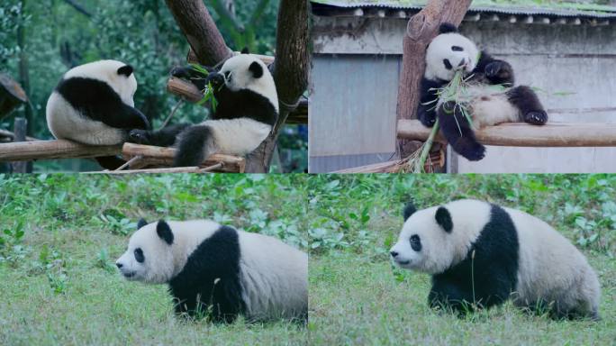 潇洒可爱的大熊猫