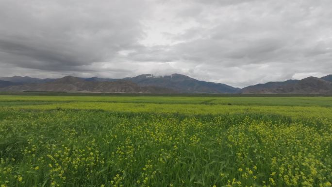 低角度低空航拍西藏藏区农田田地