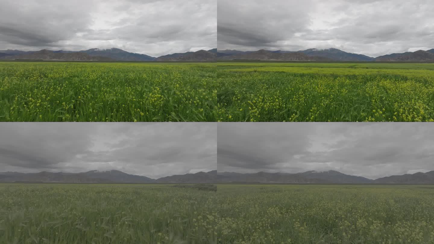 低角度低空航拍西藏藏区农田田地