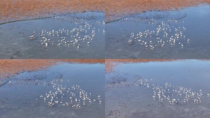 江苏兴化湿地越冬的天鹅和野生鸟类