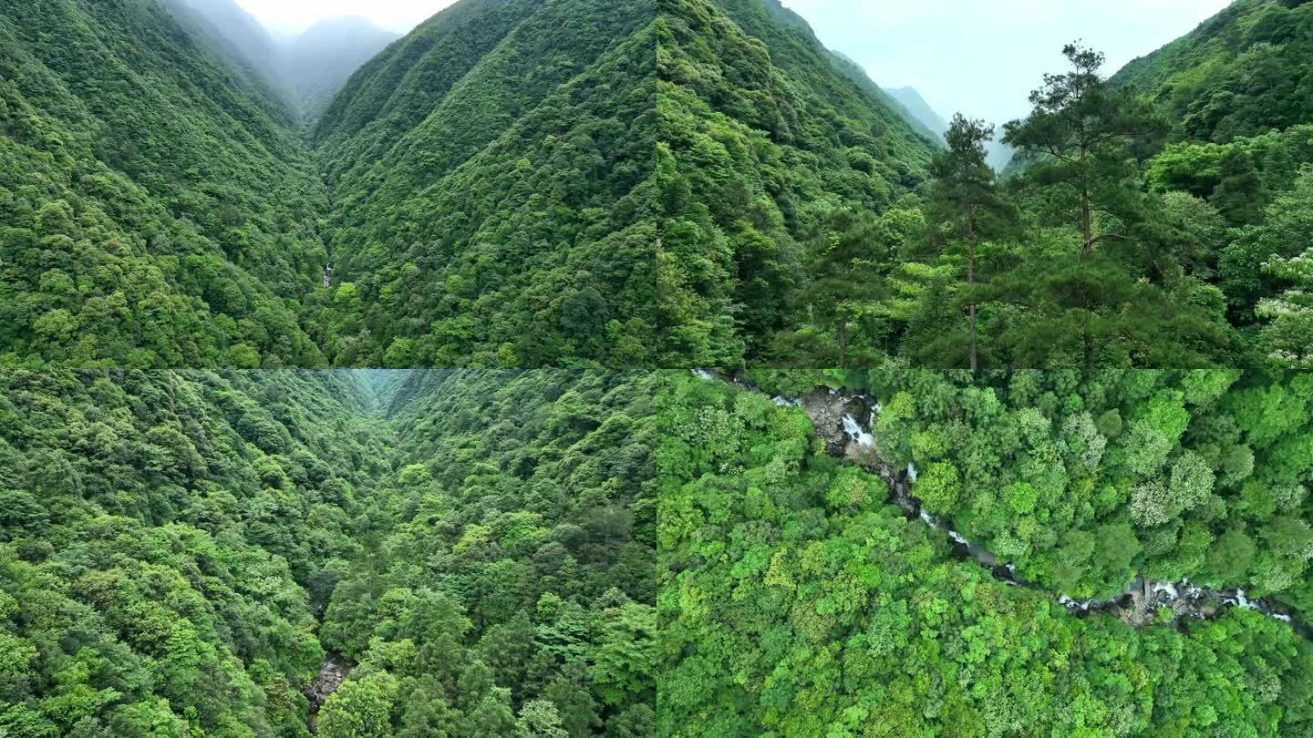 航拍大山深处原始森林青山绿水