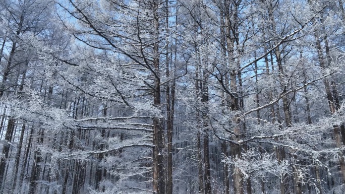 雪林雾凇景观