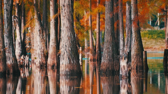 秋天湖边生长的红杉树秋景