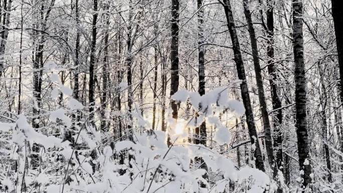 霜冻的冬日公园里夕阳西下，树枝上挂满了雪花，雪花缓缓地飘落，寂静而寂静