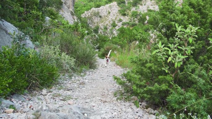 一只精神饱满的杰克罗素梗沿着一条布满岩石的小路奔跑，充满了热情和冒险