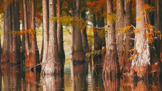 秋天湖边生长的红杉树秋景