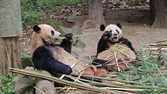 动物园里的熊猫