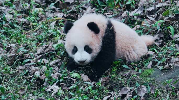 熊猫宝宝草地爬行