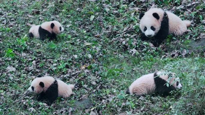 熊猫宝宝草地爬行