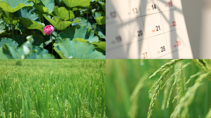 立夏-夏至节气空镜头合集