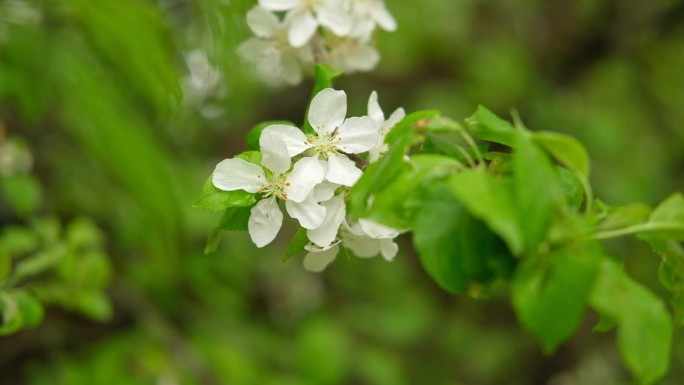 春暖花开，枝头挂满花旗。开花的果树白色的花。花园里有苹果、梨。高品质的视频壁纸，旅游博客，杂志，数字